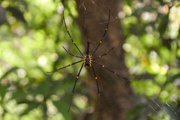 A giant golden-orb weaver spider (Nephila pilipes) in its web in front of a tree