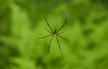 A male golden-orb weaver spider (Nephila pilipes) in its web in Hng Kong