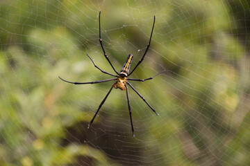 A large golden-orb weaver spider in its web in Hong Kong