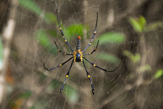 A giant golden-orb weaver spider (Nephila pilipes) in its web