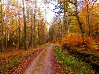 Fototapeta premium Autumn forest landscape, Poland.
