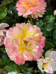 Obraz premium The photo shows a close-up of multicolored roses with pink and yellow hues, covered in water droplets. The background features blurred greenery and additional roses, suggesting a garden setting after 