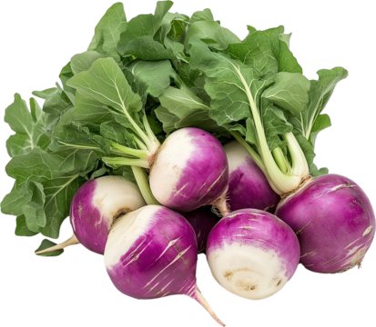 Rutabaga vegetable isolated, Swede  Root Clipart,  Heap of rutabaga with leaves Illustration