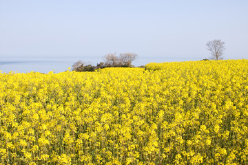 満開の菜の花畑と海