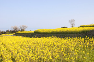 満開の菜の花畑