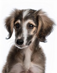 Fototapeta premium サルーキの子犬のポートレート（Saluki puppy portrait on white background） 