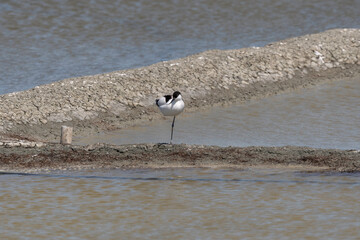 Avocette élégante, Recurvirostra avosetta, Pied Avocet, Marais salant, Guérande, 44, Loire Atlantique, France