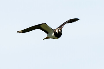 Vanneau huppé,.Vanellus vanellus, Northern Lapwing