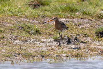 Barge à queue noire,.Limosa limosa, Black tailed Godwit