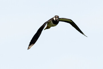 Vanneau huppé,.Vanellus vanellus, Northern Lapwing