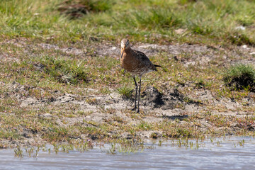 Barge à queue noire,.Limosa limosa, Black tailed Godwit