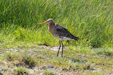 Barge à queue noire,.Limosa limosa, Black tailed Godwit
