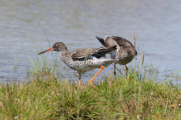 Chevalier gambette,
Tringa totanus, Common Redshank