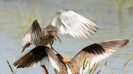 Chevalier gambette,
Tringa totanus, Common Redshank
