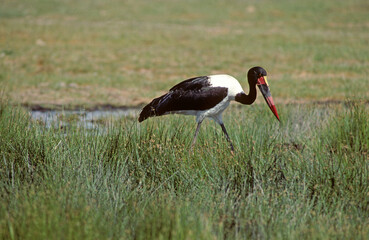Jabiru d'Afrique.Ephippiorhynchus senegalensis, Saddle billed Stork, Afrique du Sud