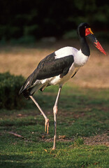 Jabiru d'Afrique.Ephippiorhynchus senegalensis, Saddle billed Stork, Afrique du Sud