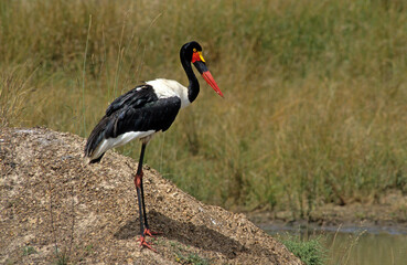 Jabiru d'Afrique.Ephippiorhynchus senegalensis, Saddle billed Stork, Afrique du Sud