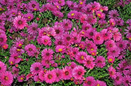 Aster dumosus 'Jenny', Aster nain