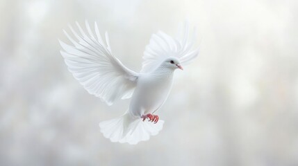 Obraz premium White Dove in Flight