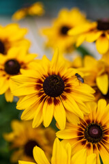 sunflower in the garden