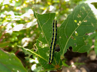 Light green hairy caterpillar with yellow line eating okra leaves in agriculture farm