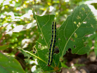 Light green hairy caterpillar with yellow line eating okra leaves in agriculture farm