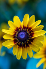 yellow flower on blue background