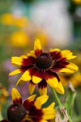 bee on yellow flower