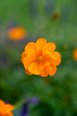 orange marigold flower