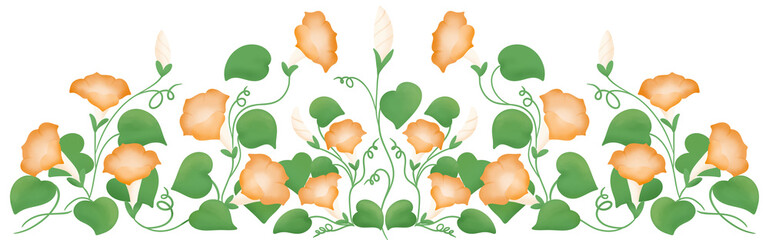 Orange morning glory row