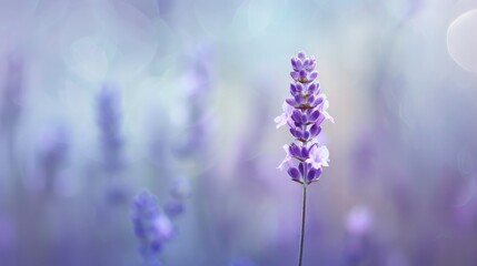 Fototapeta premium Lavender Bloom in a Field of Purple.