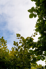 Fototapeta premium leaves and sky