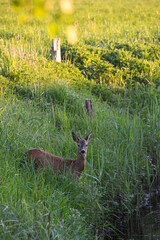 Ein Reh steht an einem Wassergraben