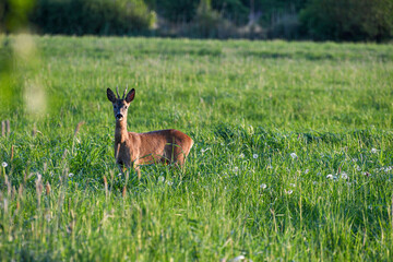 Reh steht in einer Wiese