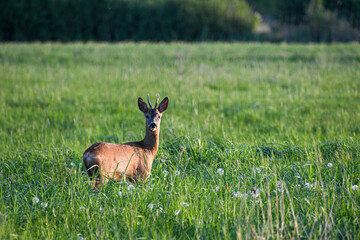 Reh steht in einer Wiese
