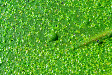A continuous layer of floating algae Lemna and Wolffia on the surface of a eutrophic lake, Ukraine
