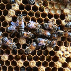 the queen (apis mellifera) marked with dot and bee workers around her - life of bee colony.