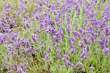 Obraz premium Natural background. Beautiful blooming lavender closeup