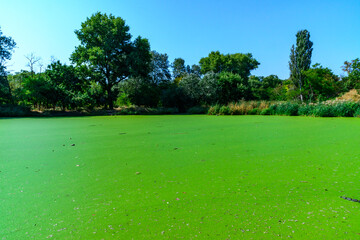 The serene landscape depicts a green lake with floating aquatic vegetation from Lemna and Wolffia,...