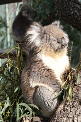 koala in a tree © 博元 鄭