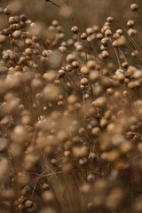 Common flax seed pods growing in a summer. Seed capsules in a field. Agriculture field with linseed, flax, capsules contain linseed. Growing golden linseed   Shallow depth of field. Background focus