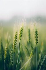Fototapeta premium Close up of a green wheat field with a blurred background and a white sky, 