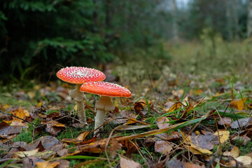 amanita muscaria mushrooms in autumn forest, abstract natural baсkground. Fly agaric, wild toxic poisonous red mushrooms used in herbal, folk medicine. harvest fungi concept