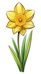 daffodil illustration, daffodil flower vector art, daffodil flower illustration, daffodil vector, yellow flower isolated on white