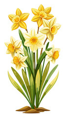 daffodil illustration, daffodil flower vector art, daffodil flower illustration, daffodil vector, 