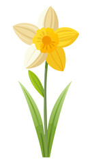 daffodil illustration, daffodil flower vector art, daffodil flower illustration, daffodil vector, 