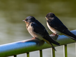 柵にとまるツバメ