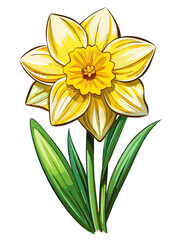 Fototapeta premium daffodil illustration, daffodil flower vector art, daffodil flower illustration, daffodil vector, yellow flower isolated on white background