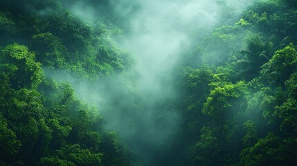 Misty Rainforest Landscape