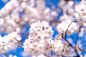 Naklejka premium 満開の桜 